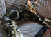 Need rehoming asap female kitten message me about price