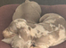 4 beautiful boys for sale