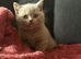 Gccf Blue and lilac British shorthair kittens