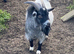 Pygmy billy for sale