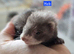 Semi Angora babies