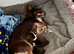 Long-Haired Chihuahua Girl - Betsy