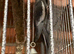 White face male cockatiel