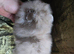 CHIAO LI YA plush merle beautiful lineage pomeranian