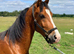 Welsh D gelding to make 14,3