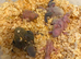 Lovebird CHICK for reserving