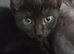 Half sphynx half siamese ready now!!!