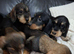 Adorable Wired and Pin Hair Dachshund / Teckel Puppies kc registered