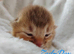 Beautiful Devon Rex x Abyssinian Kittens
