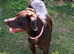 Chocolate Labrador cross