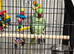 Baby alexandrine