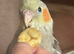 Tame and talking cockatiel pair