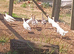 10 x Crollwitzer & Narragansett Turkey Poults