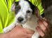 Jack Russell puppies ready for new homes