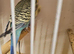 Proven pair budgies