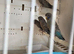 Young budgies