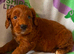 F1 mini cockapoos various colours 30 dna health tested clear