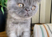 Scottish fold female