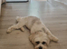 Adult Lhasa Apso girl
