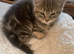 For Sale 2 Gorgeous Grey Tabby Kittens