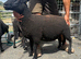 2x pedigree black Welsh mountain shearlings