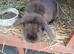 Mini plush x mini lop