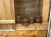 Patterdale terrier pups