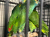 Hand Reared Blue Fronted Amazons