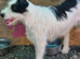 STELLA – A LITTLE SOUL LEARNING TO TRUST