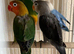 2 baby lovebirds