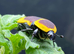 AFRICAN SUN BEETLES