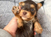 Yorkshire terrier biewer chocolate/ chocolate & tan