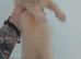 2 White male ferrets