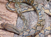 Sunfire Superdwarf Reticulated Python at Birmingham Reptiles