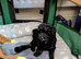 Toy poodle puppies KC reg 2 black puppies
