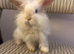 Female Teddywidder Rabbit Looking for a Good Home