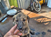 Lurcher pups