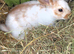 Beautiful half giant rabbits