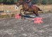 13 yr old nf x welsh mare 14.2hh