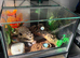 Mexican Fire Leg Tarantula with set up and heat mat
