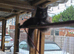 Female cat