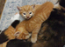 Last Adorable All Ginger Male Kitten