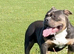 American Bully