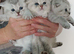 Kitten