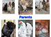 5 x Serama chicks - 1 week old