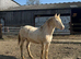 Section D Type Stallion