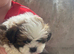 Shih Tzu puppies