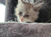 Pollydactyl maine coons ready 3 weeks 7777 tica registered.