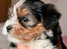 Yorkshire terrier biewer puppies