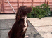 2 lovely male cocker spaniels